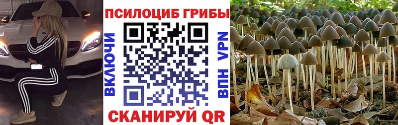 закладка  Карабаново  Псилоцибиновые грибы ЛСД 